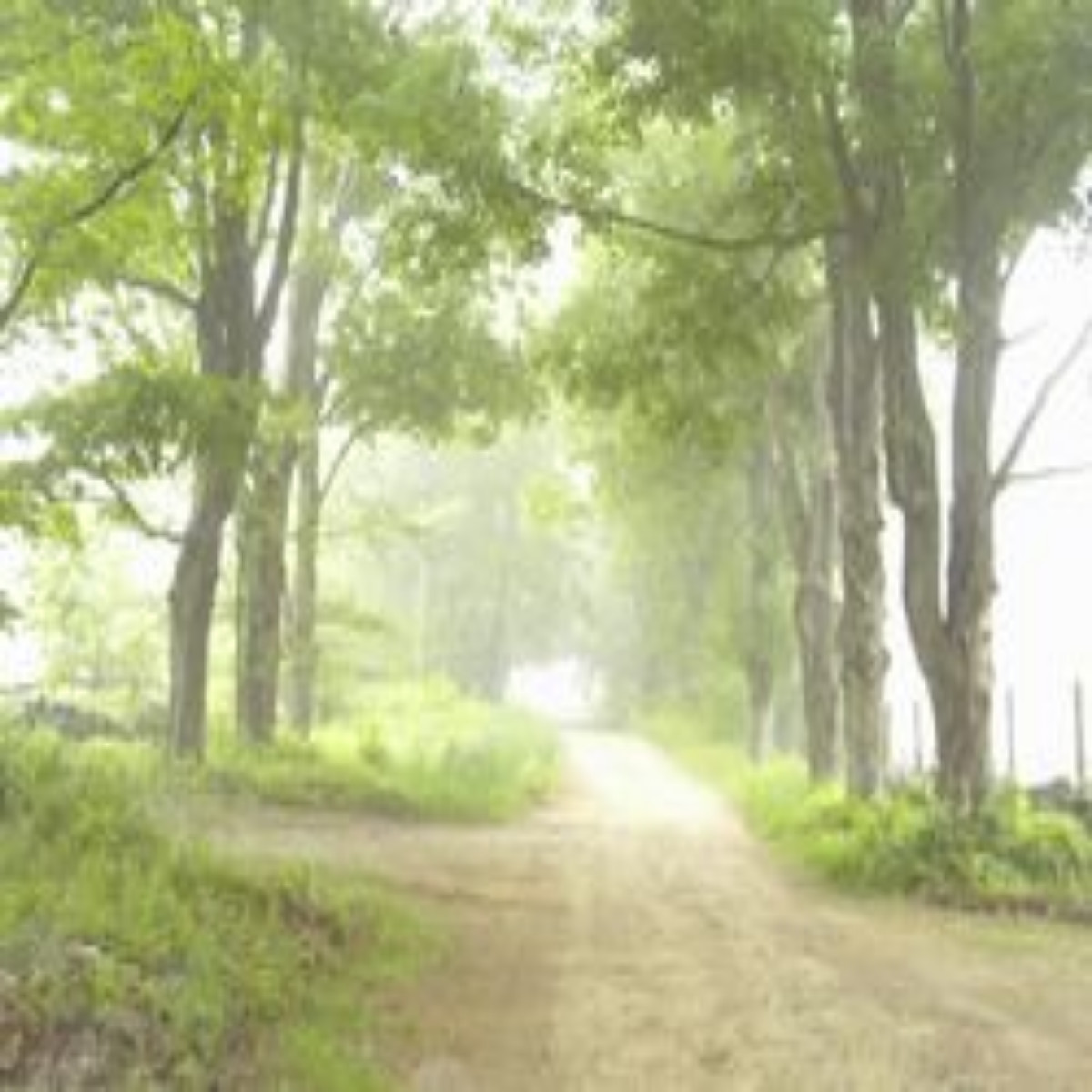 Charles Bullard Fellowship In Forest Research 2024 At Harvard University   Charles Bullard Fellowship In Forest Research 2024 At Harvard University1 